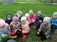 тюльпаны на участке