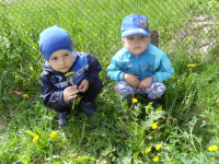 одуванчики цветы