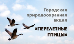 Городская природоохранная акция «Перелетные птицы»