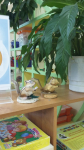 Центр науки и естествознания ( познавательное развитие)