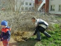 посадка кустарников на участке