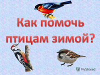 «Как помочь птицам пережить зиму»