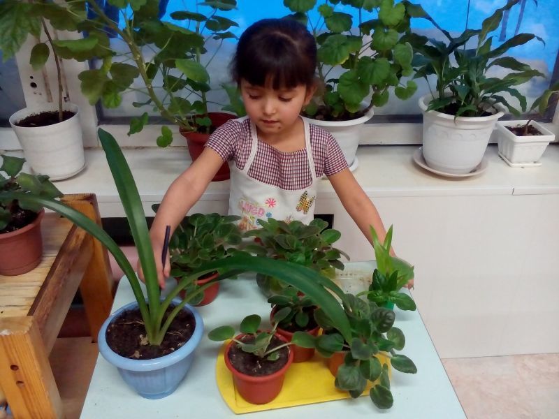 Уход за детьми школа работа. Дети рассматривают комнатные растения. Дети ухаживают за растениями. Уход за комнатными цветами. Дети ухаживают за растениями в ДОУ.