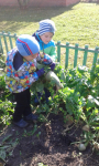 Сбор урожая.