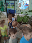 -закрепить знание детей о зимнем саду