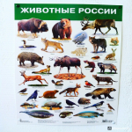Наглядное пособие: 