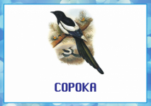 сорока