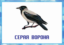 серая ворона