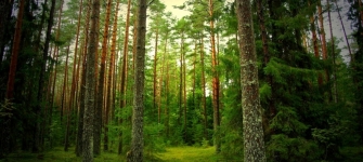 Российские дни леса