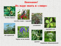 Внимание ! Ядовитые растения!