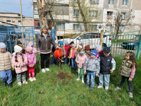 Посадка вишнёвого сада