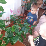 Знакомство с зелеными друзьями в уголке природы