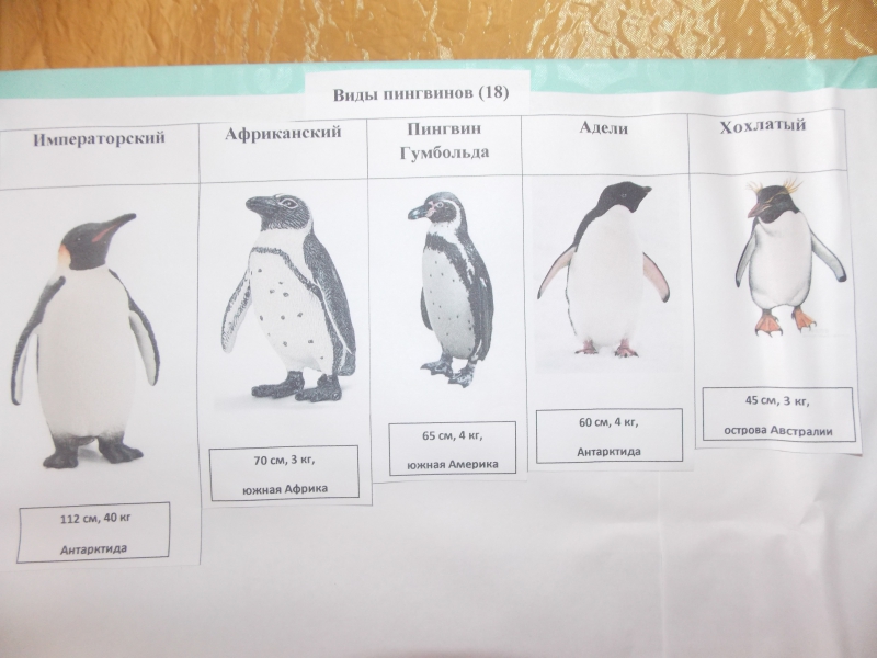 Занятие про пингвинов. Лэпбук пингвины. Лэпбук животные Арктики и Антарктики. Задача про пингвинов. Готовый материал для лэпбука пингвины.
